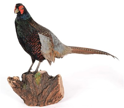 Lot 11 - Taxidermy: A Pair of Ring-Necked Pheasants (Phasianus colchicus), modern, a pair of full mount...