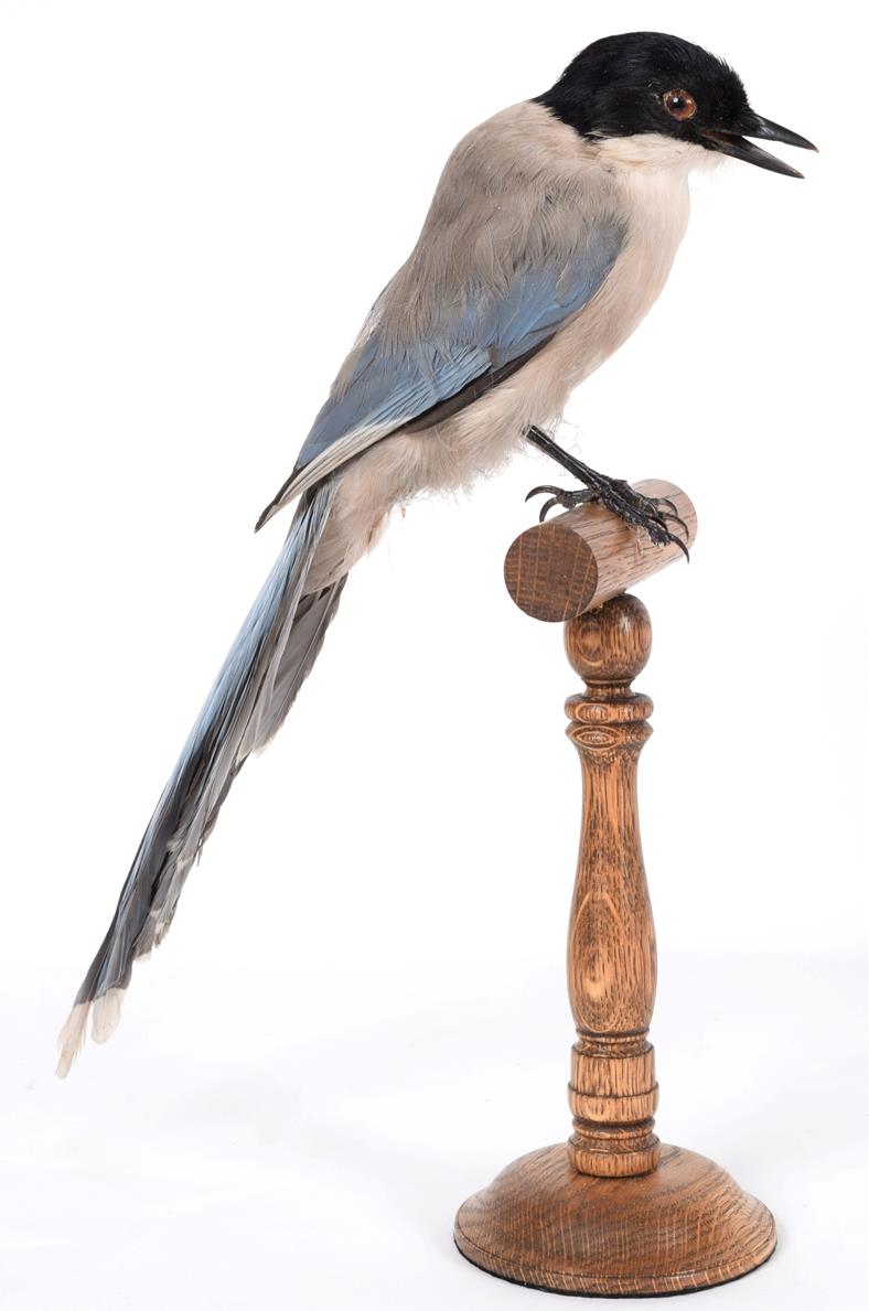 Lot 12 - Taxidermy: Azure-Winged Magpie (Cyanopica cyanus), modern, a full mount adult perched upon a turned
