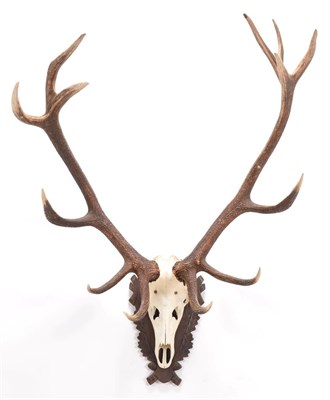 Lot 14 - Antlers/Horns: European Red Deer Antlers (Cervus elaphus), circa late 20th century, a large set...