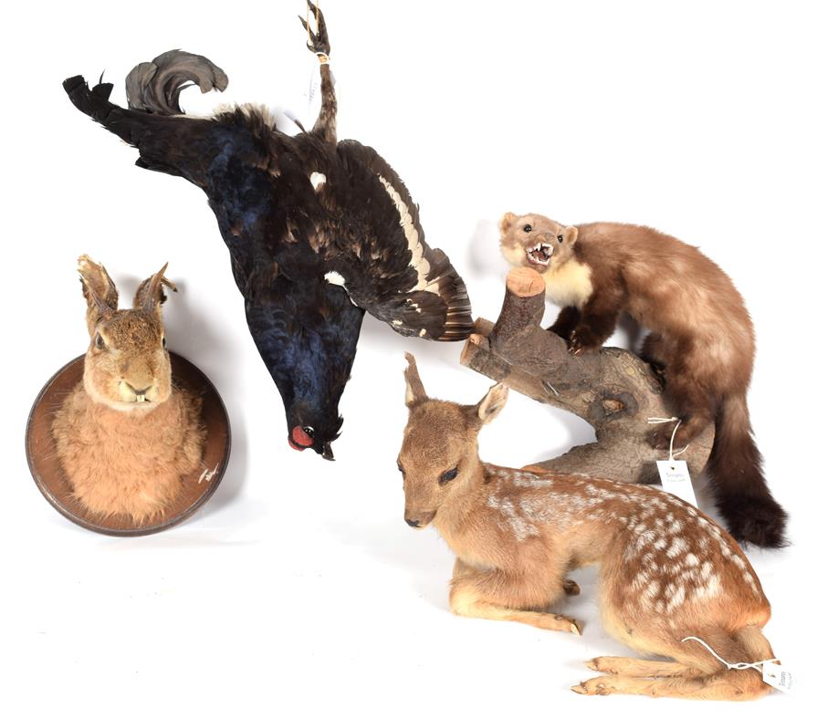 Lot 15 - Taxidermy: A Group of European Countryside Animals and Bird, circa late 20th century,...