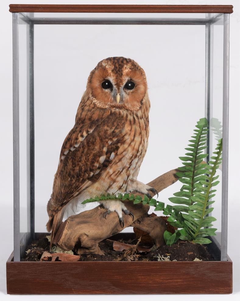 Lot 19 - Taxidermy: A Cased Tawny Owl (Strix aluco), circa 2011, by Dave Hornbrook, Taxidermy,...