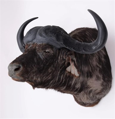 Lot 20 - Taxidermy: South African Cape Buffalo (Syncerus caffer), modern, by Graham Teasdale, Taxidermy,...