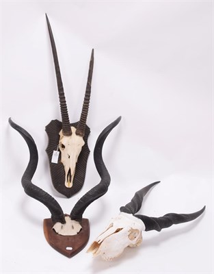 Lot 21 - Antlers/Horns: Cape Greater Kudu, Gemsbok Oryx, & Cape Eland, circa late 20th century, adult...