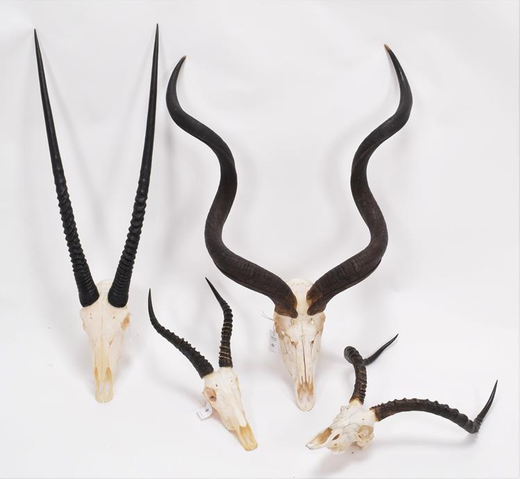 Lot 24 - Horns/Skulls: A Selection of African Game Trophy Skulls, modern,  to include - Cape Greater...