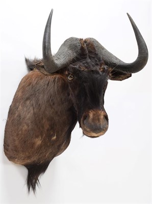 Lot 26 - Taxidermy: Black Wildebeest (Connochaetes gnou), modern, a high quality adult male shoulder...