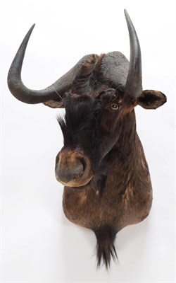 Lot 26 - Taxidermy: Black Wildebeest (Connochaetes gnou), modern, a high quality adult male shoulder...