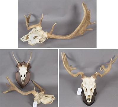 Lot 27 - Antlers/Horns: Abnormal Fallow Deer Antlers (Dama dama), circa late 20th century, three sets of...