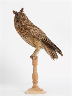 Lot 28 - Taxidermy: Long-Eared Owl (Asio otus), circa 1900-1920, a full mount adult with head turning to the