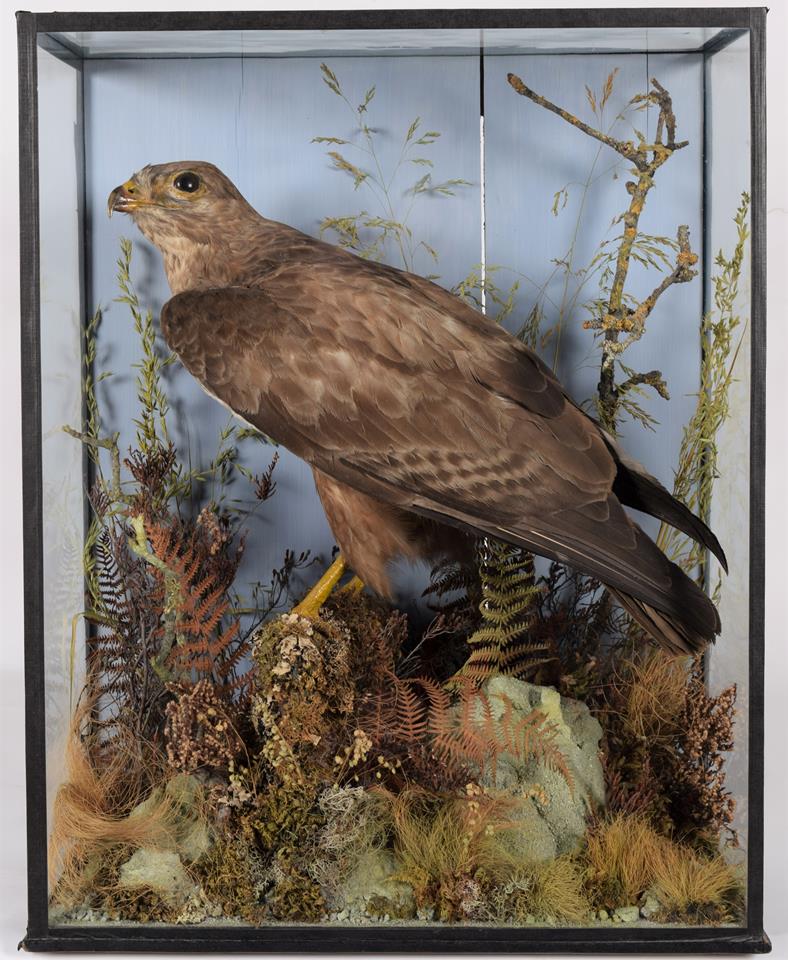 Lot 29 - Taxidermy: Common Buzzard (Buteo buteo), 1870-1920, by H.T.Shopland, 40 Higher Union St, Torquay, a