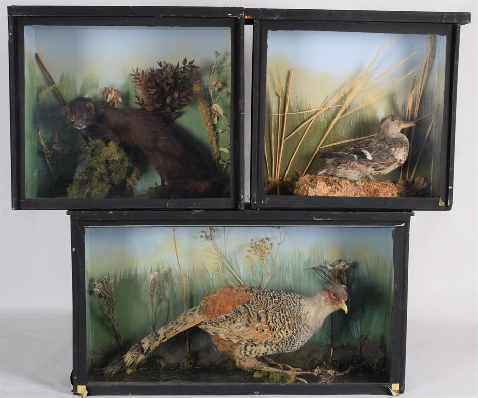 Lot 31 - Taxidermy: Three Cased Animal & Birds, circa late 20th century, comprising - a cased adult...