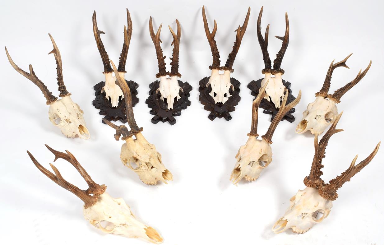 Lot 32 - Antlers/Horns: European Roebuck, circa late 20th century, five sets of large adult Roebuck...