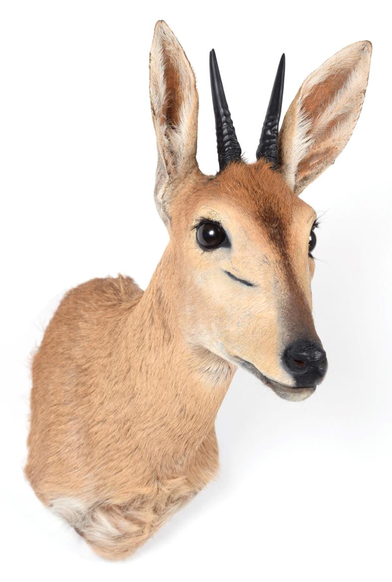 Lot 33 - Taxidermy: Southern Bush Duiker (Sylvicapra grimmia caffra), modern, a high quality adult male...