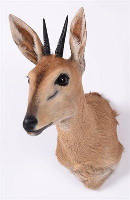 Lot 33 - Taxidermy: Southern Bush Duiker (Sylvicapra grimmia caffra), modern, a high quality adult male...