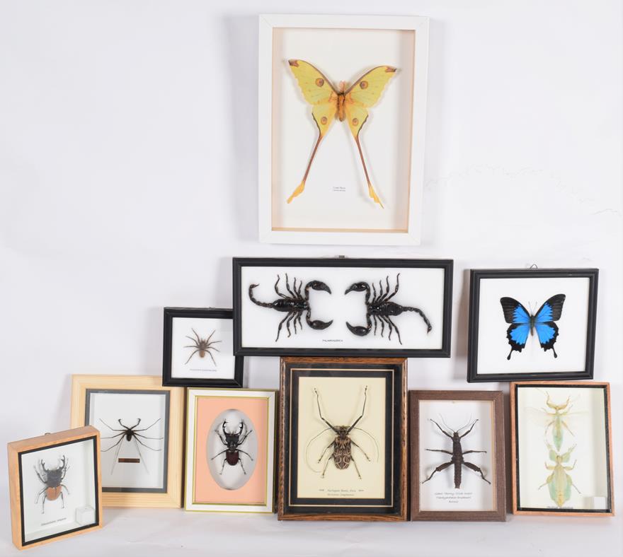 Lot 34 - Entomology: A Collection of Various Insects, modern, comprising - two Leaf Insect's, Harlequin...