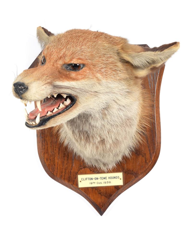 Lot 35 - Taxidermy: Red Fox Mask (Vulpes vulpes), dated 19th Oct 1938, by E.F. Spicer, Taxidermy, 58 Suffolk