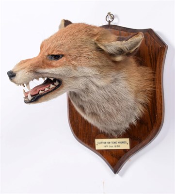 Lot 35 - Taxidermy: Red Fox Mask (Vulpes vulpes), dated 19th Oct 1938, by E.F. Spicer, Taxidermy, 58 Suffolk