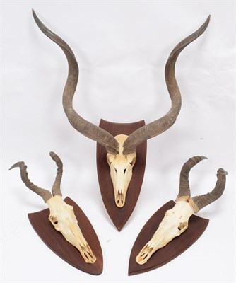 Lot 36 - Antlers/Horns: A Group of African Game Trophies, circa 1990, comprising - Cape Greater Kudu...
