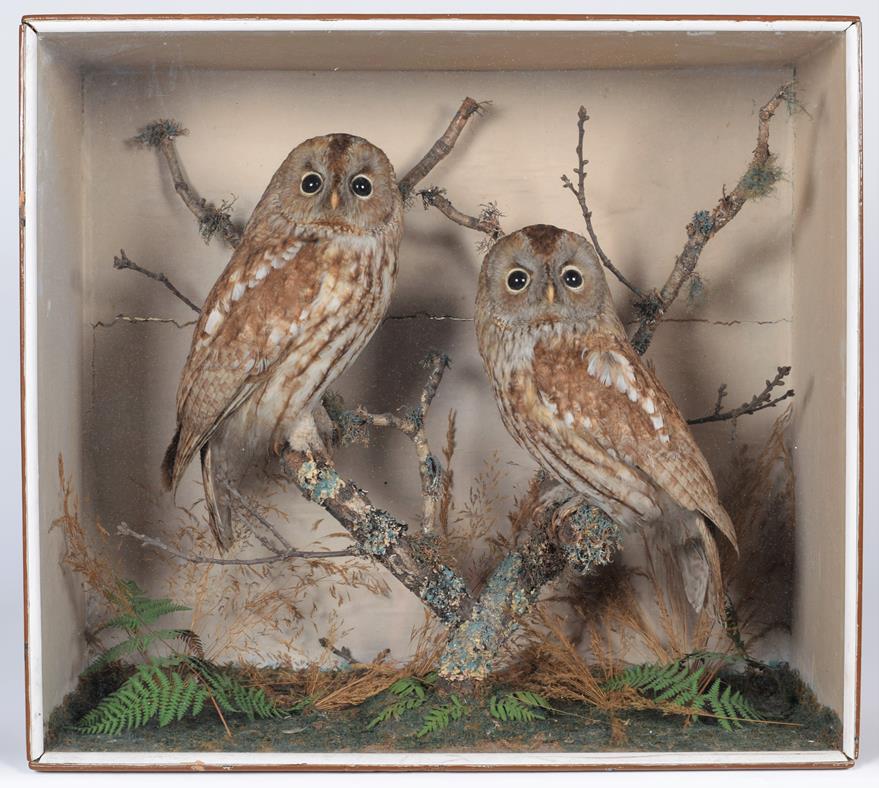 Lot 37 - Taxidermy: A Cased Pair of Tawny Owls (Strix aluco), circa 1880-1900, a pair of adult full...
