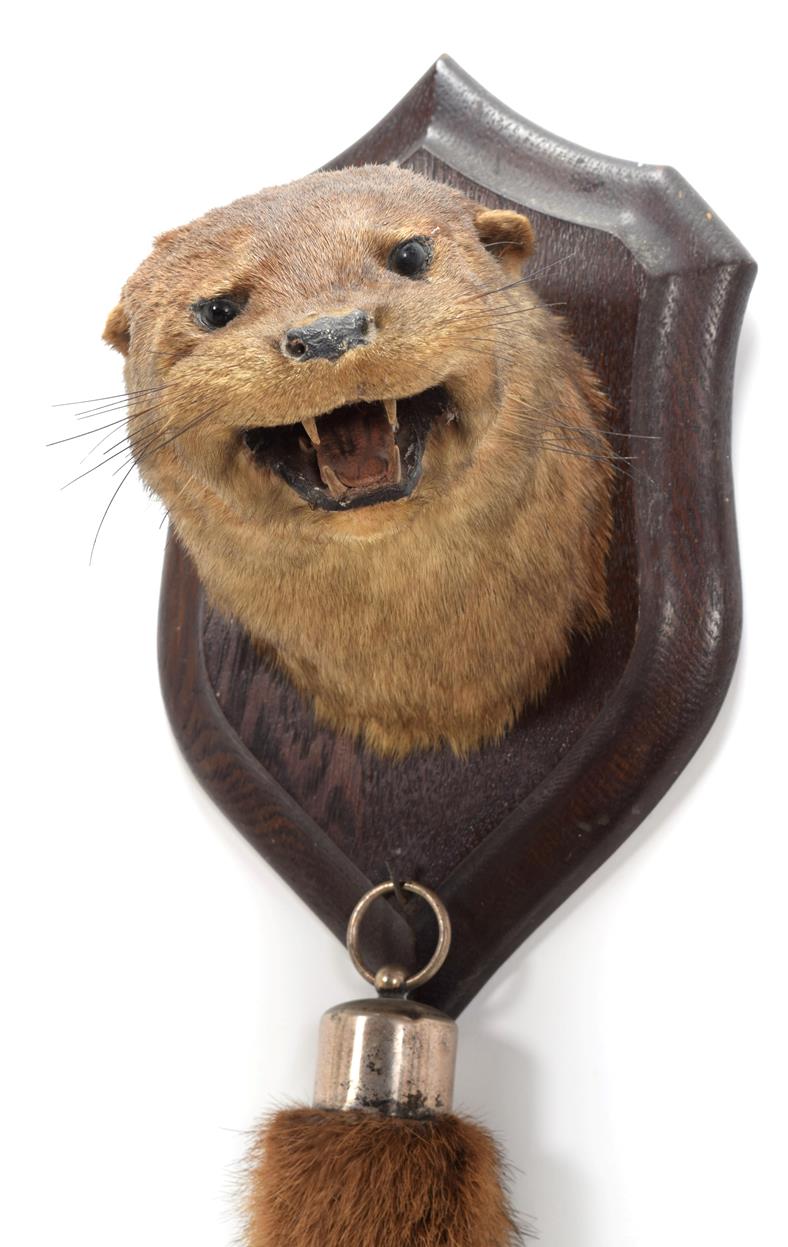 Lot 39 - Taxidermy: European Otter (Lutra lutra), circa 1920-1930, by Henry Murray, Naturalist's &...