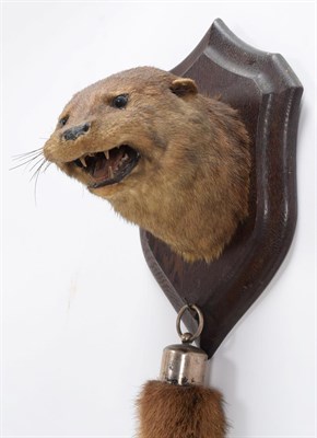 Lot 39 - Taxidermy: European Otter (Lutra lutra), circa 1920-1930, by Henry Murray, Naturalist's &...