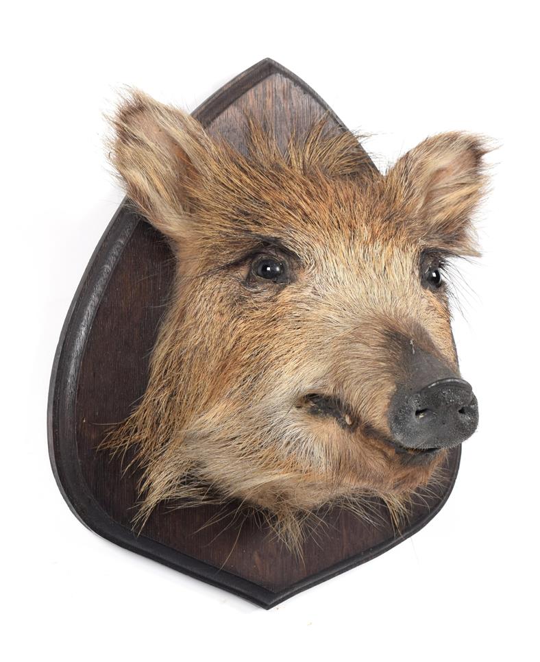 Lot 42 - Taxidermy: European Wild Boar Piglet (Sus scrofa), circa late 20th century, a piglet head mount...