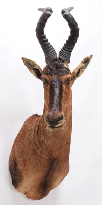 Lot 46 - Taxidermy: Cape Red Hartebeest (Alcelaphus caama), circa late 20th century, adult male shoulder...