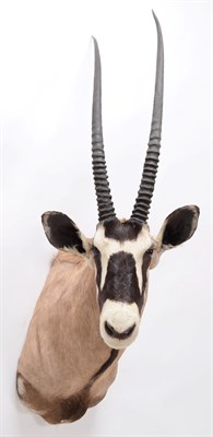 Lot 49 - Taxidermy: Gemsbok Oryx (Gazella gazella), circa late 20th century, by Trans Africa Taxidemy,...