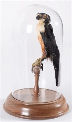 Lot 50 - Taxidermy: A Victorian Black-Thighed Falconet (Microhierax fringillarius), circa 1880-1900, in...