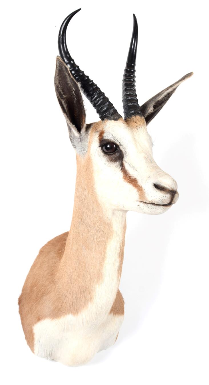 Lot 52 - Taxidermy: South African Springbok (Antidorcas marsupialis), modern, a high quality adult male...