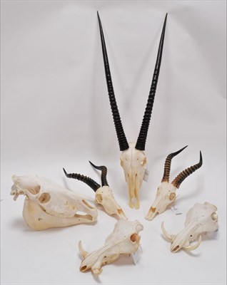 Lot 53 - Horns/Skulls: A Selection of African Game Trophy Skulls, a varied selection to include -...