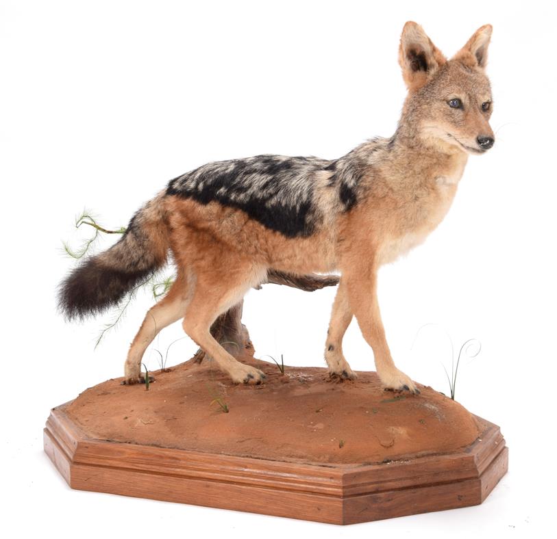 Lot 54 - Taxidermy: Black-Backed Jackal (Canis mesomelas), modern, South Africa, a full mount adult in...