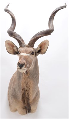 Lot 56 - Taxidermy: Cape Greater Kudu (Strepsiceros strepsiceros), modern, South Africa, a high quality...