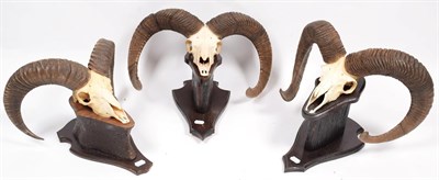 Lot 58 - Antlers/Horns: European Mouflon (Ovis aries musimon), circa late 20th century, six sets of...
