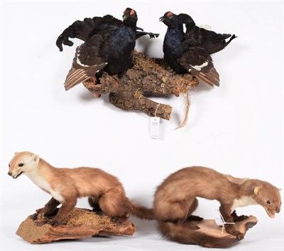 Lot 59 - Taxidermy: A Group of European Countryside Animals and Birds, circa late 20th century, comprising 