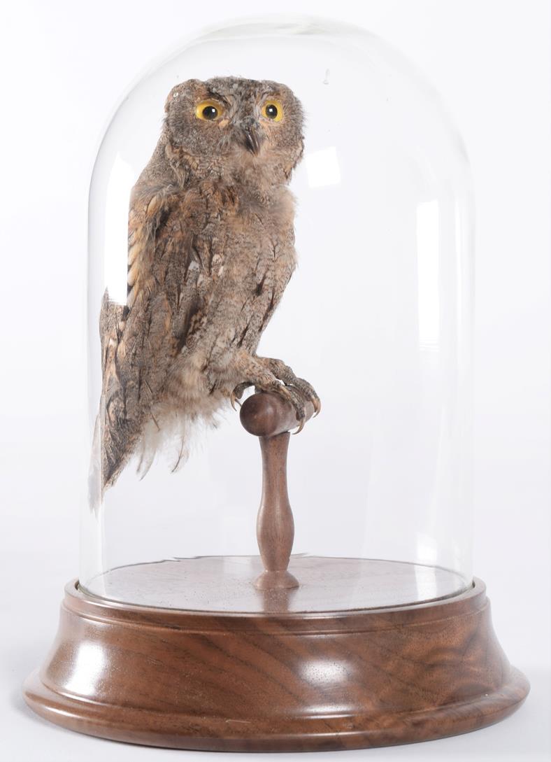Lot 61 - Taxidermy: Eastern Screech Owl (Megascops asio), circa 1900-1930, a full mount adult with head...