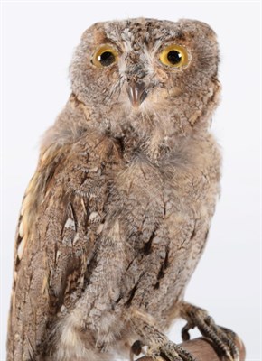 Lot 61 - Taxidermy: Eastern Screech Owl (Megascops asio), circa 1900-1930, a full mount adult with head...