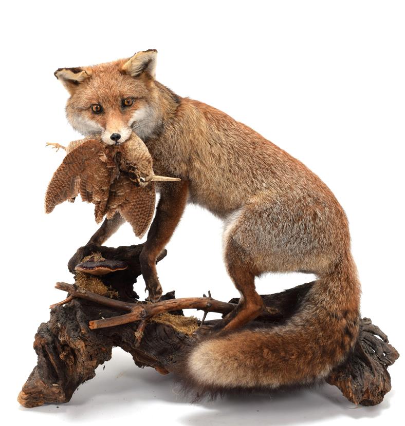 Lot 62 - Taxidermy: European Red Fox (Vulpes vulpes), circa late 20th century, a full mount adult male...