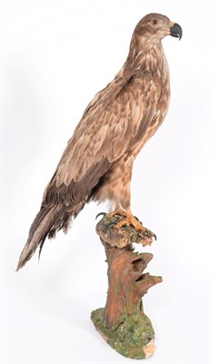 Lot 63 - Taxidermy: A Late Victorian White-Tailed Sea Eagle (Haliaeetus albicilla), a large full mount...