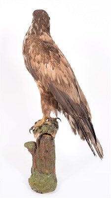 Lot 63 - Taxidermy: A Late Victorian White-Tailed Sea Eagle (Haliaeetus albicilla), a large full mount...