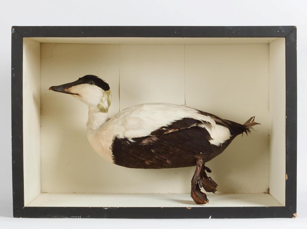 Lot 64 - Taxidermy: A Cased Eider Duck (Somateria mollissima), circa late 20th century, in the manner of...
