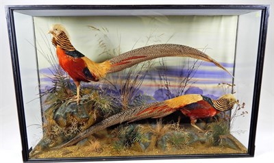 Lot 65 - Taxidermy: A Large Cased Pair of Golden Pheasants (Chrysolophus pictus), by William Farren,...