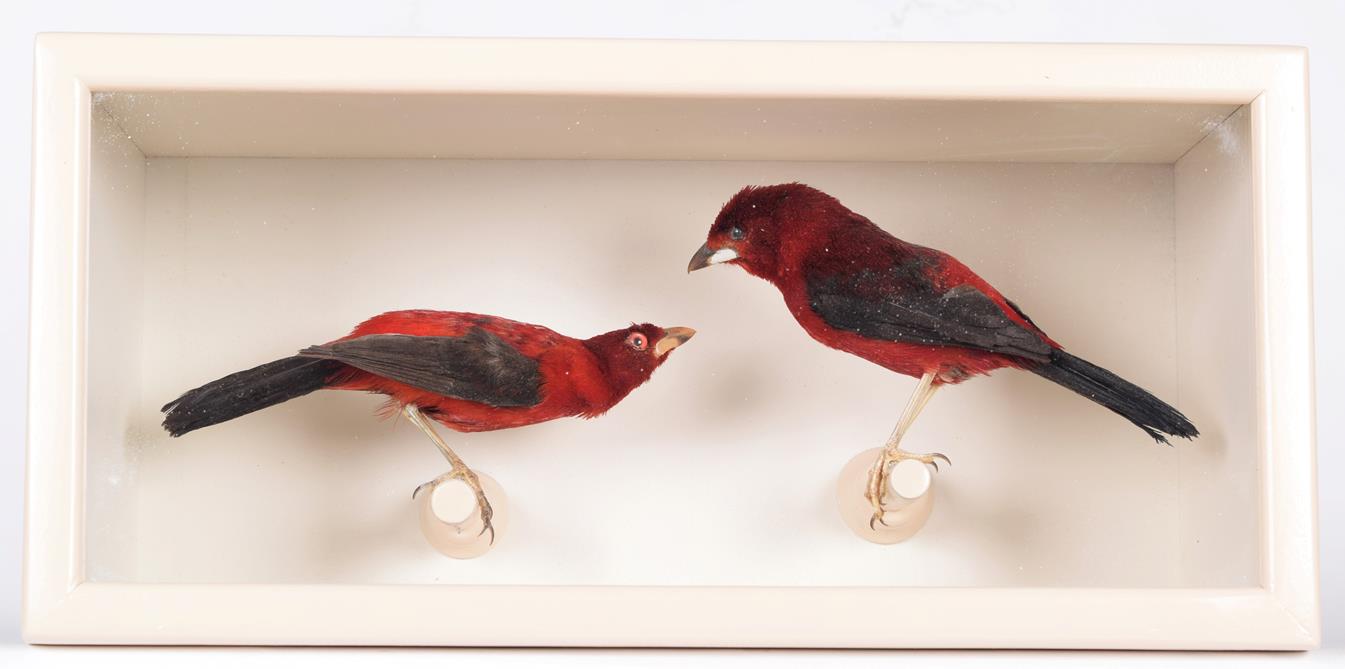 Lot 67 - Taxidermy: A Cased Pair of Brazilian Tanagers (Ramphocelus bresilius), circa early 20th...