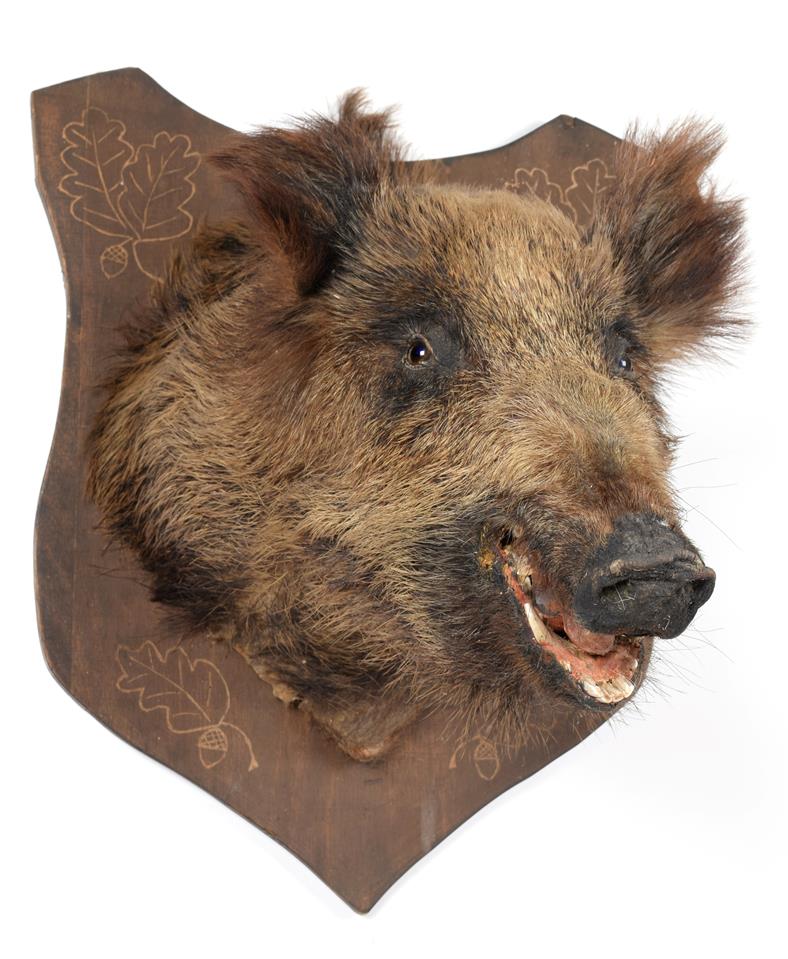 Lot 69 - Taxidermy: European Wild Boar (Sus scrofa), circa late 20th century, adult head mount looking...