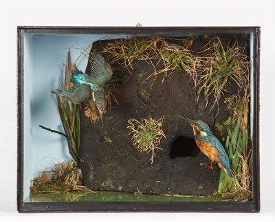 Lot 70 - Taxidermy: A Cased Pair of Common Kingfishers (Alcedo athis), circa 1900-1920, in the manner of...