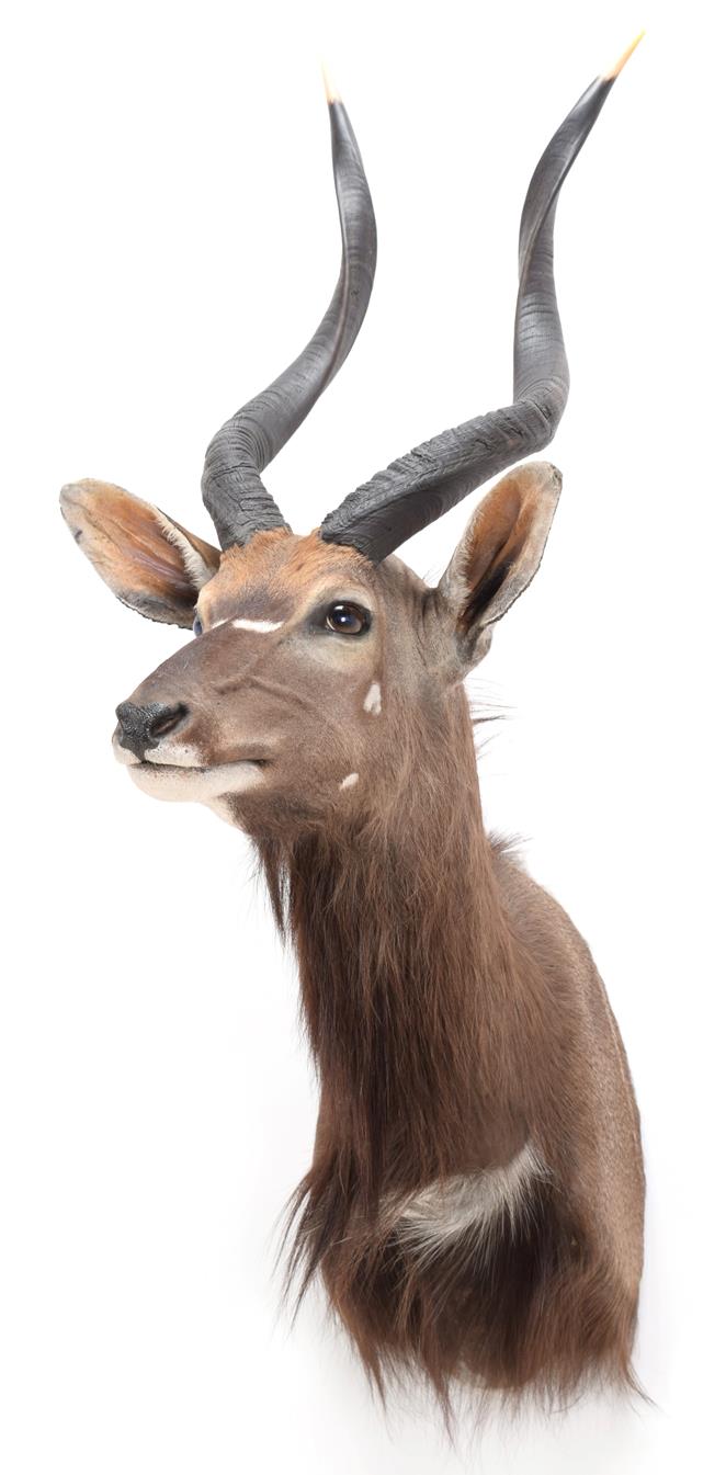 Lot 72 - Taxidermy: Lowland Nyala (Nyala angasii), modern, a high quality adult shoulder mount with head...