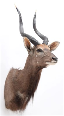 Lot 72 - Taxidermy: Lowland Nyala (Nyala angasii), modern, a high quality adult shoulder mount with head...