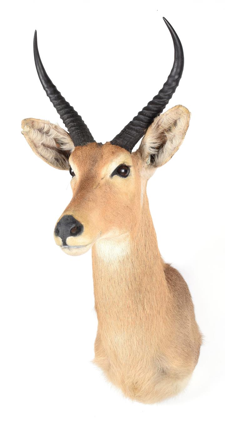 Lot 73 - Taxidermy: Southern Common Reedbuck (Redunca arundinum), modern, a high quality adult male shoulder