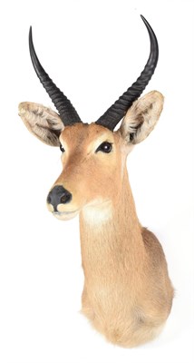 Lot 73 - Taxidermy: Southern Common Reedbuck (Redunca arundinum), modern, a high quality adult male shoulder