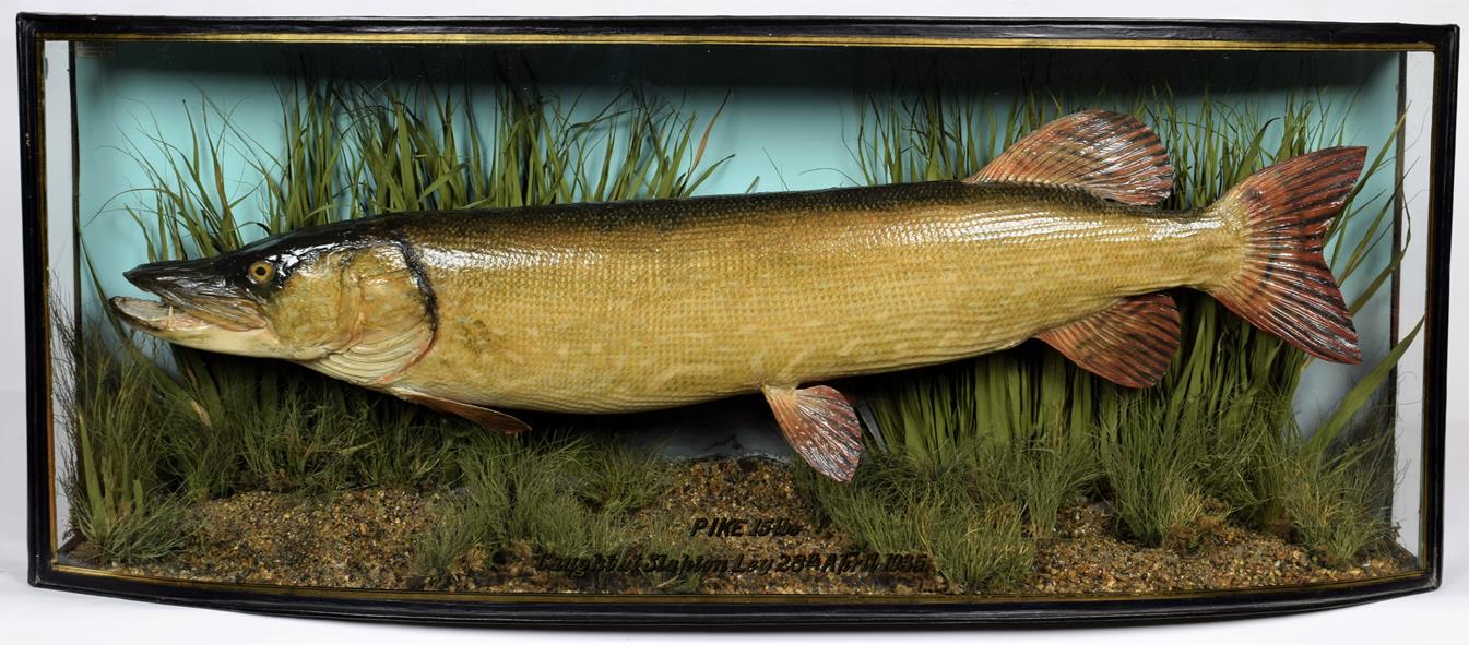Lot 76 - Taxidermy: A Cased Northern Pike (Esox lucius), by John Cooper & Sons, 28 Radnor Street, St Luke's