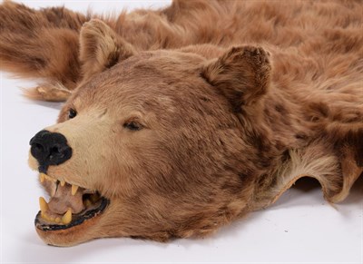 Lot 79 - Taxidermy: North American Brown Bear Skin (Ursus arctos), dated 2005, a young adult skin rug...